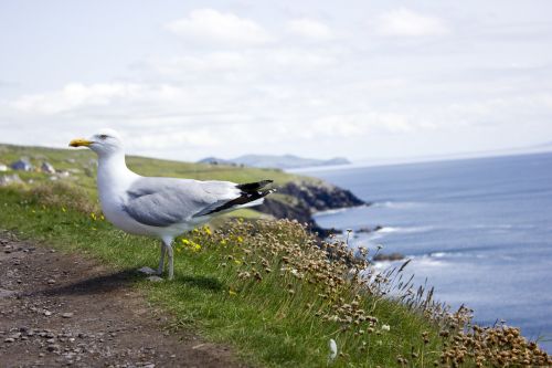 seagull bird coast