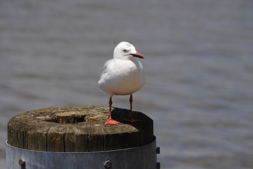 seagull bird standing
