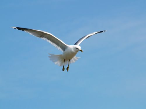 seagull himmel tern