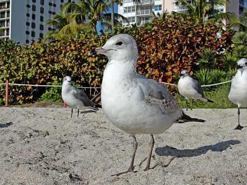 seagull seabirds beach