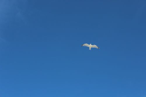 seagull blue sky