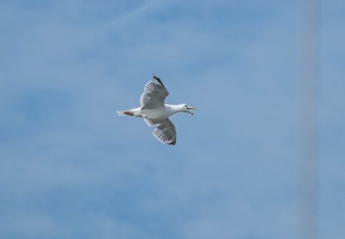 seagull fly bird