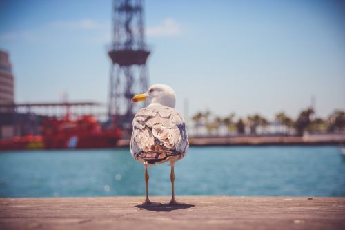 seagull bird animals