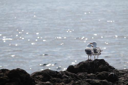 seagull love sea