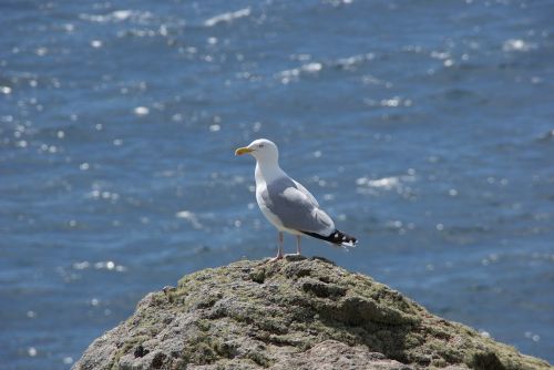 seagull bird animal