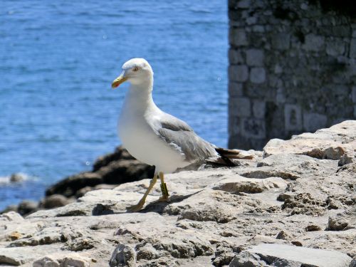 seagull sea water