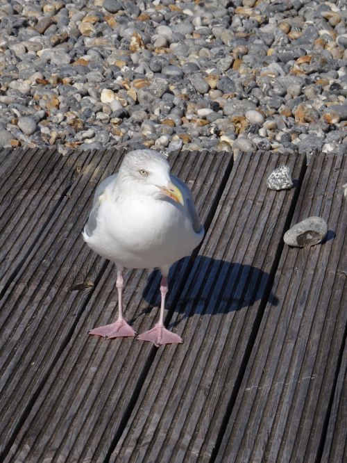 seagull bird gull