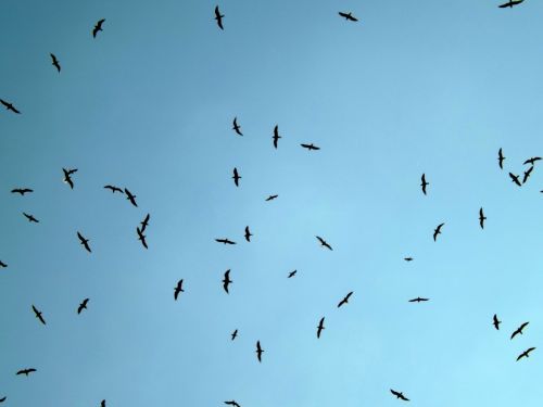 seagull birds flight