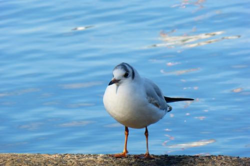 seagull birds water