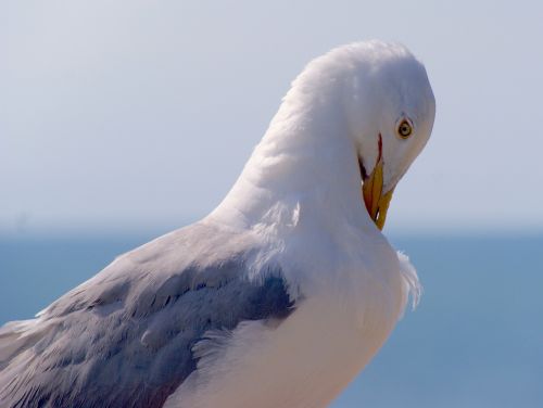 seagull bird sea