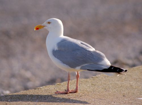 seagull bird bill