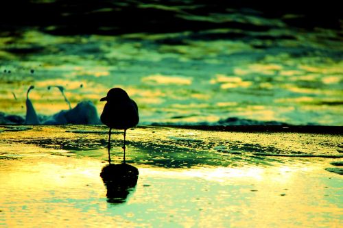 seagull bird beach