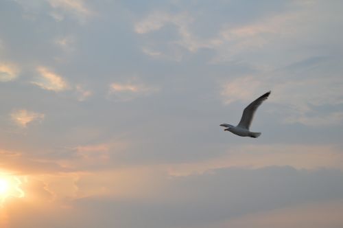 seagull sky sunset