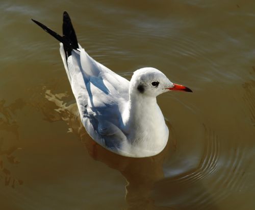 seagull water bird