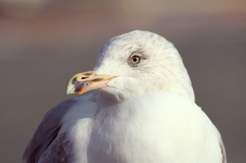 seagull bird portrait