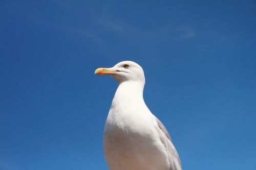 seagull bird animal