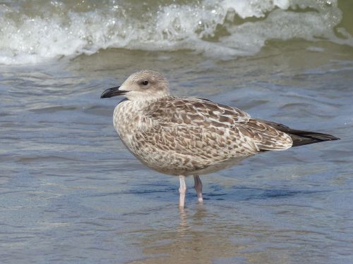 seagull water sea