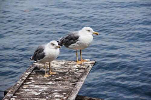 seagull sea water bird