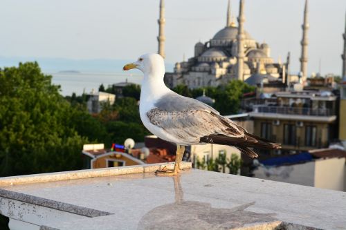 seagull blue mosque istanbul