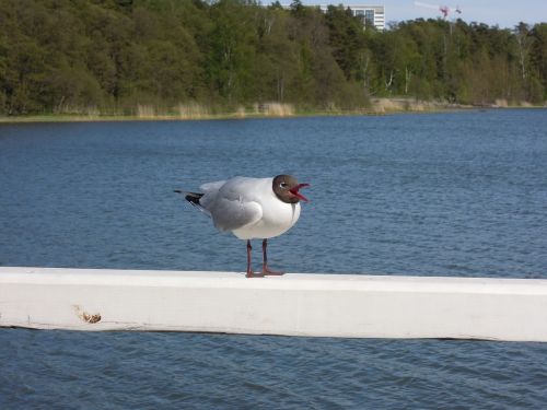 seagull laughing gull sea