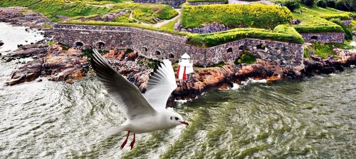seagull mar island