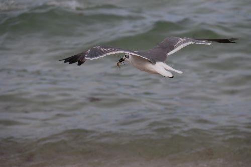 seagull mar seagul