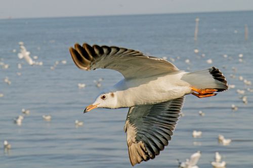 birds seagull pu