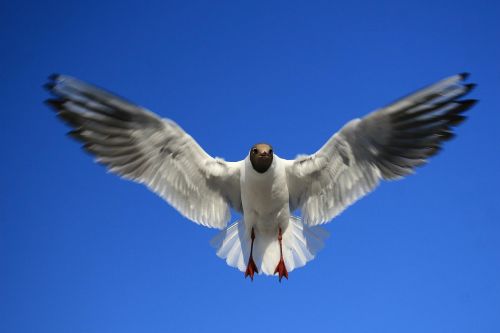 seagull bird sea