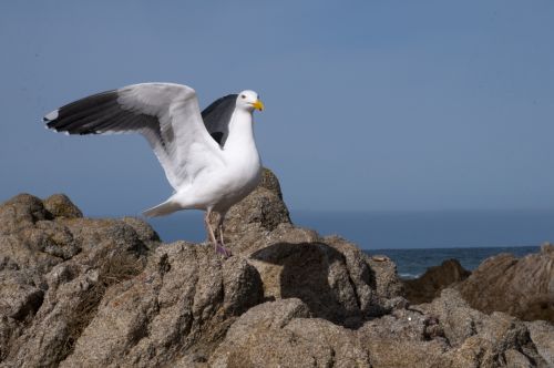 Seagull About To Take Flight