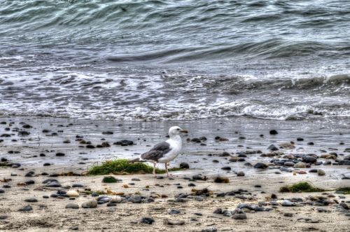 Seagull And The Sea