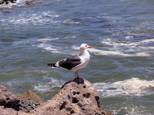 Seagull By The Sea