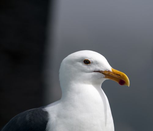 Seagull Face