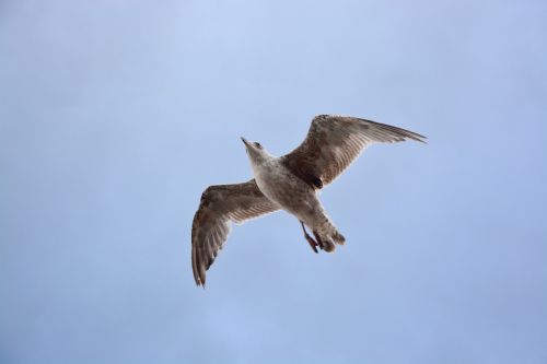 seagull flies sky bird
