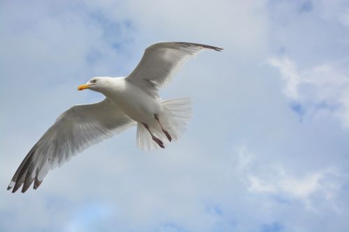 seagull flies white grey