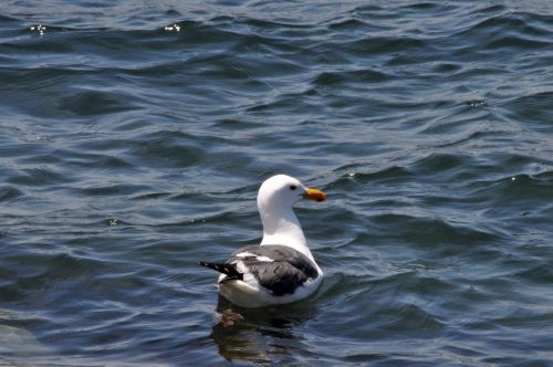 Seagull Floating In The Bay