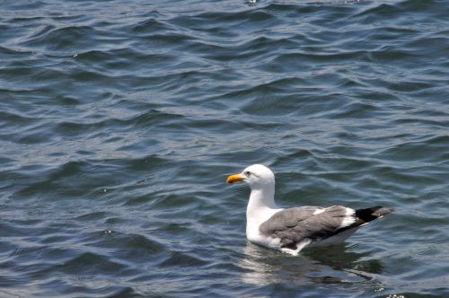 Seagull Floating In The Bay