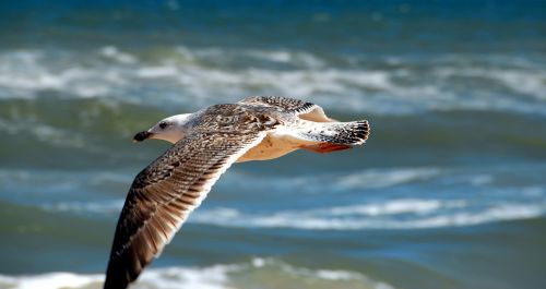 Seagull Flying Over The Ocean