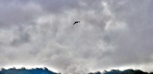 Seagull In Cloudy Sky