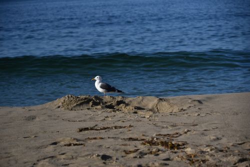 Seagull On A Sand Berm