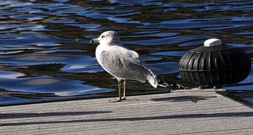 Seagull On Boat Landing