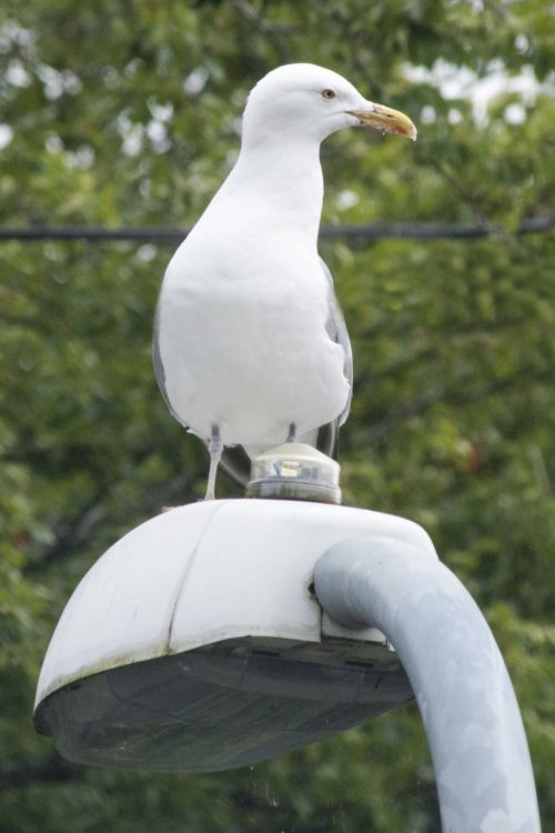 Seagull On Lamp-post