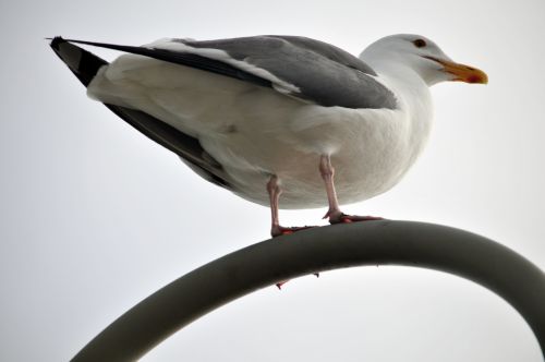 Seagull On Lamp