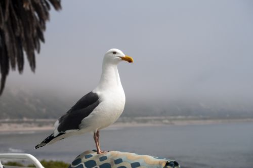 Seagull On Lounge Chair