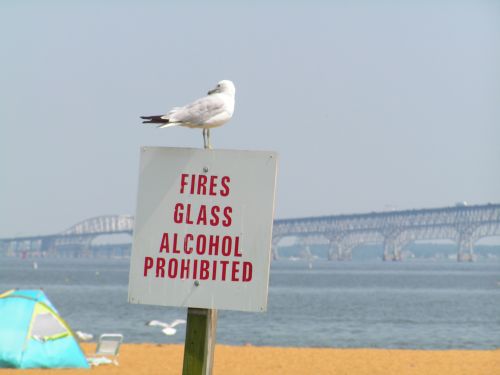 Seagull On Sign