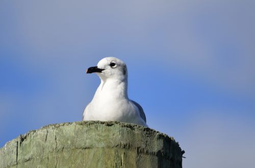 Seagull Resting
