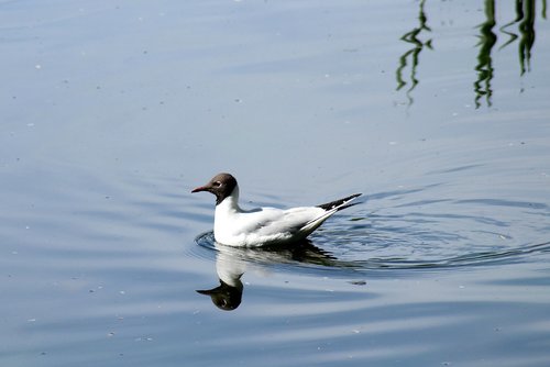seagull śmieszka  water bird  seagull