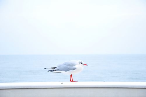 Seagull Standing