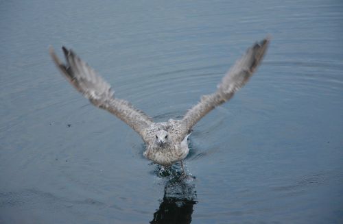 seagull takes flight sea port