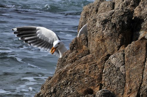 Seagull With Peanut