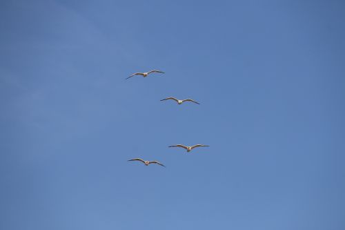 seagulls blue sky nature